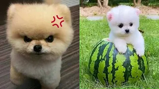 Funny and Cute Dog Pomeranian 😍🐶| Funny Puppy Videos #40