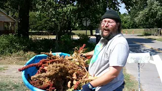 Amaranth Harvest 2021