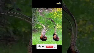 Pheasant Lovers Wildlife