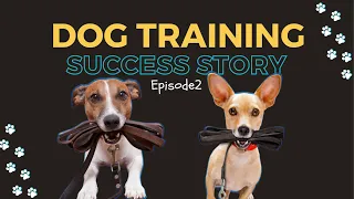 Transforming Dog Behaviour 🐾 Inside Platinum K9’s Residential Dog Training | Episode 2