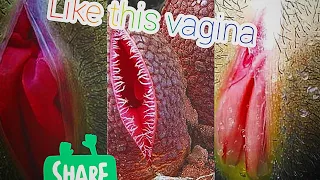 look likes a vagina.. 🤬🤬