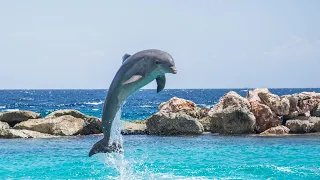 A LA DECOUVERTE DES DAUPHINS: CRI DES DAUPHINS