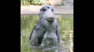 The amazingly unique Shoebill Stalk 😍 Best Animals compilation 2021| Animals Video |