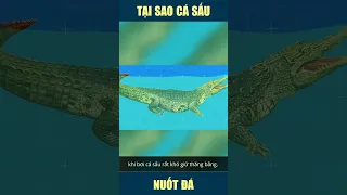 #41 [Động vật] Tại sao cá sấu ăn đá