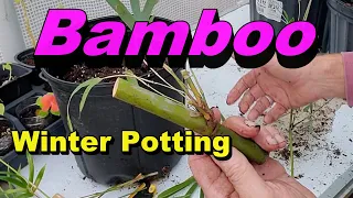 Bamboo Winter Propagation - For Spring Planting