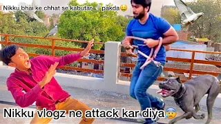 @NIkkuVlogz ne attack kar diya🥵 | nikku bhai ke chhat se Kabutar 🕊️ pakda😱🤑