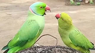 Parrot Jora