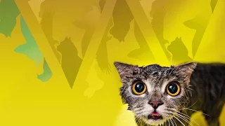 Приколы с животными 2016 | Funny animals complitation 2016