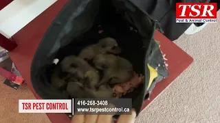TSR Pest Control Toronto same-day raccoon removal and baby raccoon removal