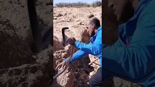 Самые опасные змеи в Марокко / The most dangerous snakes in Morocco