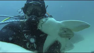 АКУЛА дружит с ДАЙВЕРОМ! Удивительная дружба человека и акулы.