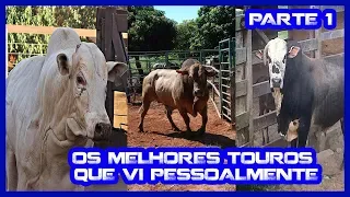 OS 10 MELHORES TOUROS QUE JA VI PULAR PESSOALMENTE PARTE 1