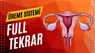 ÜREME SİSTEMİ FULL TEKRAR AYT 2024