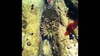 Sea Anemone responds to waves