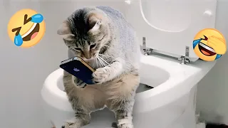 Funny Cats || Funniest Videos Cat || Videos Cat Funny 2024