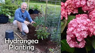 How to Plant a Hydrangea