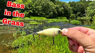 Wading for Super Aggressive River Bass