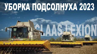 Claas Lexion с безрядковой жаткой Санмастер нео / Убираем подсолнечник 2023