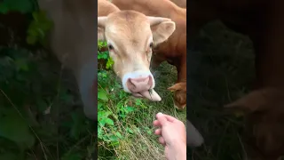 A Lot of Biggest Bulls eats My Green #nature #balticsea #deutschland #shortsvideo #shorts #relax