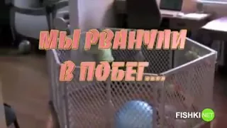 Дети умнее взрослых