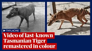 Tasmanian tiger: video footage of last-known thylacine remastered and released in 4K colour