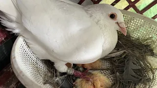 World of White Racing Pigeons/ white pigeon has baby