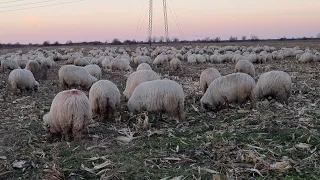 Cu oile pe tocătură ⚡️ Romanian sheep🐑  21.12.2021