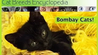 Bombay Cats 10 Quick Facts- Cat Breeds Encyclopedia