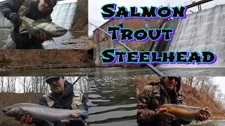 Steelhead Salmon & Browns - Burt Dam Thanksgiving