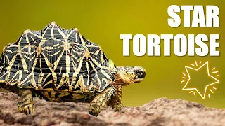 TORTOISE - Indian star tortoise (cares&info)