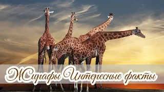 Animal World Жирафы Интересные факты Giraffes Interesting Facts
