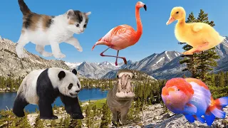 Cute Baby Animals: Kitten, Puppy, Flamingo, Goldfish, Pig, Octopus | Animal Moments