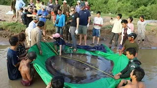 The world's largest freshwater fish caught in Cambodia | AFP