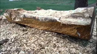 TESLA THE DUGOUT CANOE - WHEAT RIDGE CANOE CAMP 2014