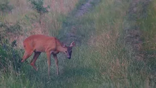 Capreolus capreolus