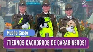 ¡Tiernos cachorros de carabineros visitan al panel! - Mucho Gusto 2017