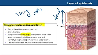 AP I Chapter 5 The integumentary system anatomy and physiology