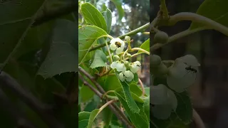 Актинидия цветёт. У вас есть такое растение? Посадите, не пожалеете!