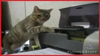 The Best of Cats vs. Printers Compilation