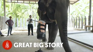 When an Elephant Lost Her Leg, He invented a Prosthesis for Her