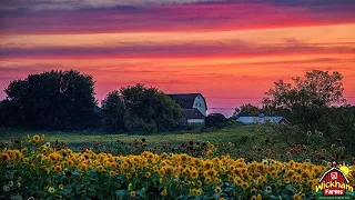 DISCOVER A SUNFLOWER FIELD IN UPSTATE NEW YORK WITH OVER 1 MILLION FLOWERS AND 30 VARIETIES!