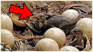 Los científicos han encontrado huevos de dinosaurio con bebés en su interior