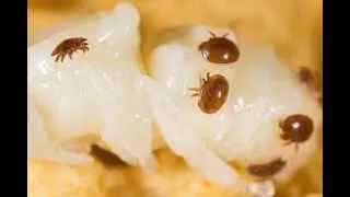 Apicoltura: la varroa, conoscere e controllare il nemico numero uno!