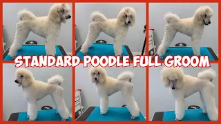 🐩Standard Poodle elegant haircut/ Grooming my 6 months old Standard Poodle puppy. 🐩