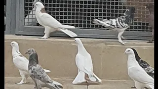 Анонс! Питомник широкохвостых голубей Вусала Фарида и Ильхама в Баку
