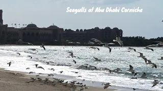 Driving To Abu Dhabi To Spend Few Hours Watching Seagulls at Corniche/Seagulls in Abu Dhabi Corniche