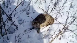 Редкий кот краснокнижник. Камышовый.