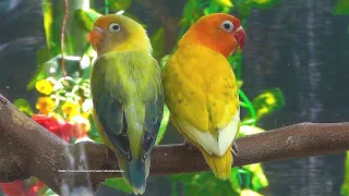 Lovely Lovebirds Sounds - The Yellow Spangle Fischer's & Parblue Euwing Green (Turquoise) Opaline