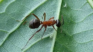 MRAVENEC A MŠICE   Formica rufa   Aphidoidea    -    Ant and aphid