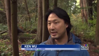 CTV News - Chinese-Language Ancient Forest Tours